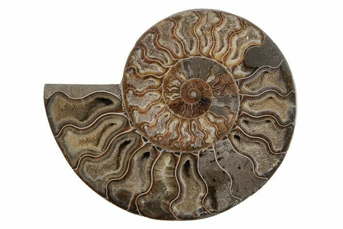 Cut & Polished Ammonite Fossil (Half) - Madagascar #212960